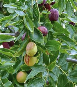 15 Seeds Jujube Plant, Chinese Date, Tsao Ziziphus Jujuba Spinosa Date Tree