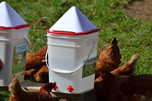 2 Gallon+Chicken+Waterer+Horizontal+Chickens