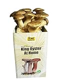 Root Mushroom Farm-King Oyster-All in one Gourmet Mushroom Growing kit