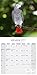 African Grey Calendar - African Grey Parrot Calendar - Parrot Calendar - Calendars 2016 - 2017 Wall Calendars - Bird Calendars - Monthly Wall Calendar by Avonside