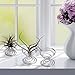 6 Pack Air Plant Stand Airplant Container Tillandsia Holder Stainless Steel Plant Display Racks for House Plants Home Decorthumb 1