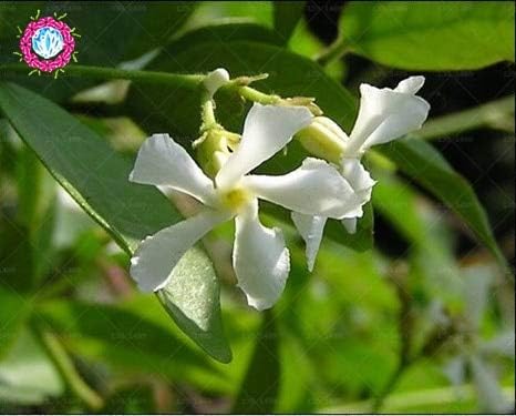 種子パッケージ 10個入り風ジャスミンシードjasmineseeds盆栽ピュアガーデンの種子アウトドア B0813fr5yb 600円