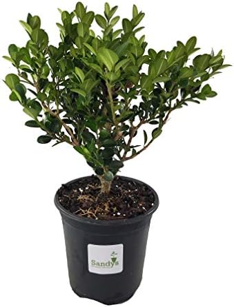 Sandys Nursery Online Boxwoods Wintergreen Buxus microphylla ~ Lot of 12 shrubs~ -Quart pot