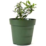 9GreenBox - Dwarf Pomegranate Tree - 4'' Pot
