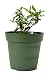 9GreenBox - Dwarf Pomegranate Tree - 4'' Pot primary