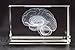Brain Model Glass Paperweight Crystal 3D 1lb 2 x 2 x 3 Inches