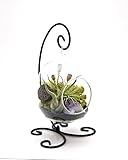 Bliss Gardens Air Plant Terrarium Kit with Amethyst / 6