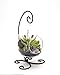 Bliss Gardens Air Plant Terrarium Kit with Amethyst / 6