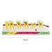 Pevor Dental Teeth Model Periodontal Disease Assort Tooth Typodont Study Teaching Model