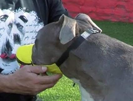 cesar millan funny muzzle