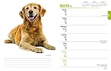 Image de Golden Retrievers 2018 6 x 7.75 Inch Weekly Engagement Calendar, Animals Dog Breeds Retriever