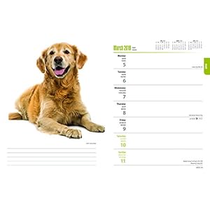 Golden Retrievers 2018 6 x 7.75 Inch Weekly Engagement Calendar, Animals Dog Breeds Retriever