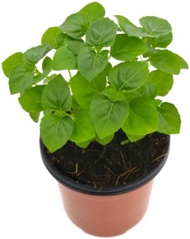 Albahaca Perenne 10cm Ocimum Gratissimum Albahaca de Clavo Planta ...