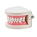 Pevor Dental Teaching Study Adult Standard Typodont Demonstration Teeth Model