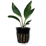 SubstrateSource Anubias hyrid 