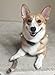 Elk Antlers for Dogs, ONE (1) Piece Medium Elk Antler Chew Bone for Medium Dogs, 6