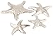 IMAX 64102-4 Cortland Silver Starfish-Set of 4