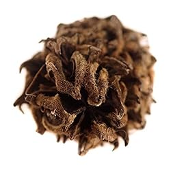 Josh's Frogs Magnolia Pods