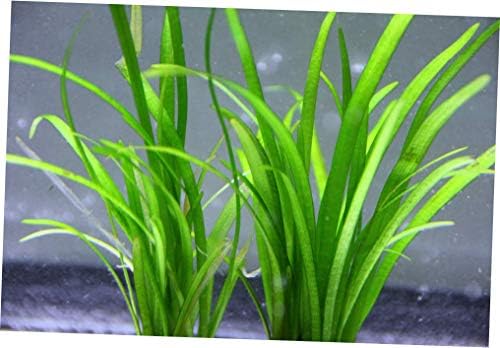 Aquarium Plants 10+ Dwarf Sagittaria Subulata Freshwater Live Aquarium Plants