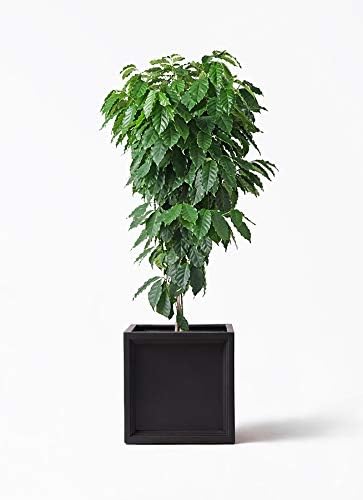 Amazon Hitohana ひとはな コーヒーの木10号 ブリティッシュキューブ 観葉植物 オンライン通販