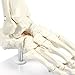 Human Foot Model on Base Stand, Articulating - Anatomical Model | White, 4.25 x 7 x 7.5 Inches