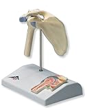 3B Scientific Mini Elbow Joint