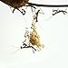 Chinese Praying Mantis Egg Case- Two Pack (2021 egg cases)