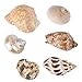 Large Hermit Crab Shells for Adult Crabs,6 Pack Different Types Natural Seashells No Painted Changing Shells Growth Shell,1 to 2 inch Opening Width