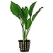 SubstrateSource Echinodorus bleheri Small Amazon Sword Live Aquatic Aquarium Plant (Small)