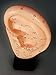 Model Anatomy Professional Medical Acupuncture Ear 22 Cm 9