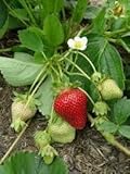 10 Seascape Everbearing Strawberries Plants - (Pack of 10 Bare Roots for $9.95) Organic Grown USA