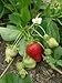 10 Seascape Everbearing Strawberries Plants - (Pack of 10 Bare Roots for $9.95) Organic Grown USA