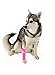 Canine Dogs Compression Sleeve Injury Support Fatigue, Joint, Tendon and Ligament laxity (Instability) (Pink, X-Small)