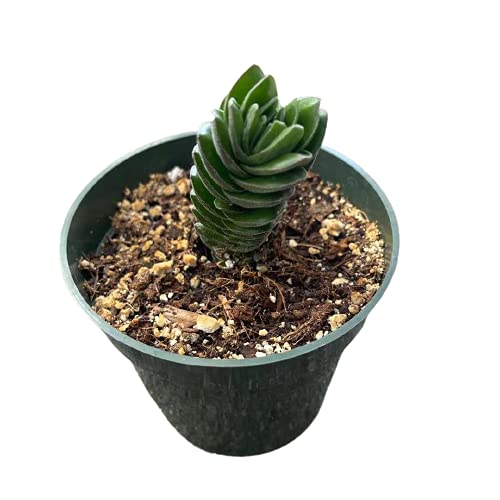 USKC Live Succulent Plants Crassula Plants (4"Pot Buddha Temple) in