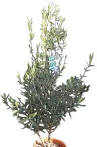 Olivo Cipressino Olivo Caratteristiche Dellolivo Cipressino Olivo Cipressino Olivo Caratteristiche Dellolivo Cipressino