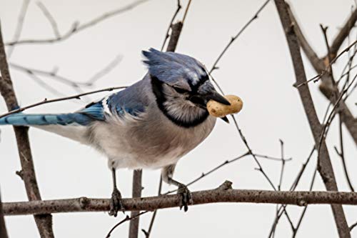 Naturesroom Whole Peanut Wreath Style Bird and Squirrel Feeder with a Bonus Pack of Peanuts