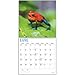 2020 Frogs Wall Calendar by Bright Day, 16 Month 12 x 12 Inch, Reptiles and Bugs Animals