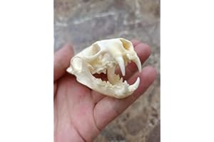 FGRID Animal Specimen Real Animal Skull Specimen Taxidermy Cleaned Skull Collection Fox, cat, Mink, Crocodile, Dog, Raccoon, Snake, Rabbit, Goat ，Muskrat，Nutria，Fox's paw (10pcs,Mink)