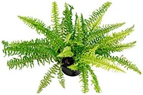 HELECHO BOSTON COLGANTE MACETA 15CM: Amazon.es: Jardín