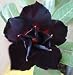 Adenium Obesum Desert Roses Rare www DOUBLE-BLACK-SWAN-us