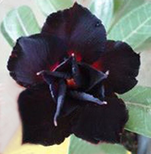 Adenium Obesum Desert Roses Rare www DOUBLE-BLACK-SWAN-us