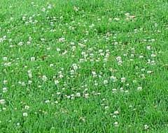 The Dirty Gardener White Clover, 1 Pound