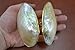 Pearlized River Sea Shell Trinket Box Purse