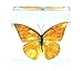 Real Nature Orange Albatross Butterfly Specimen Paperweight Insect Bug Collection Taxidermy(3x3x1)