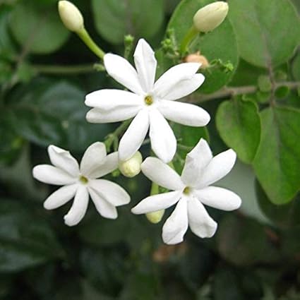 Indian Gardens - Mullai/Jasmine Plant Live Plant/Flower/Indoor/Outdoor Plant with Pot