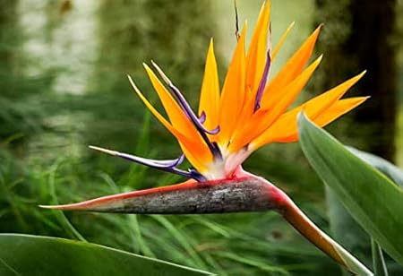 Graines Doiseau De Paradis Nain Strelitzia Reginae Humilis