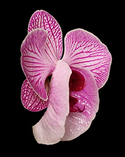 Vonflora Eroflower Striped Orchid Print Photo Vagina Flower Vulva Art Labia Art Vagina Art Erotic Flower