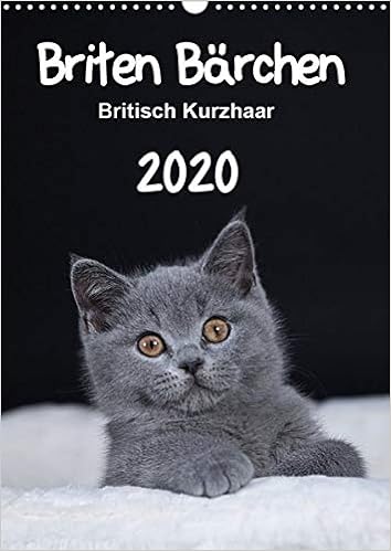 Briten Bärchen Britisch Kurzhaar 2020 Wandkalender 2020