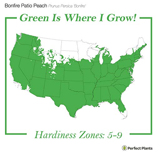 Bonfire Patio Peach Tree 4 ft. Tall Unique Foliage Brightly