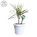 Watering Bulbs for Plants - 3 Pack - Blown Glass | Decorative | Indoor Use | Outdoor Gardens (by Best Home Products)